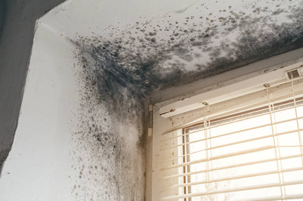 Affordable Mold Remediation solutions in Cedar Bluff, VA