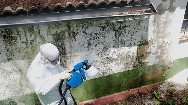Top rated local Mold Remediation specialists in Cedar Bluff, VA